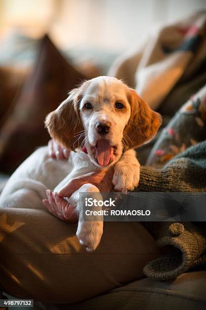 English Setter As Therapy Dog On A Senoir Womans Lap Stock Photo - Download Image Now