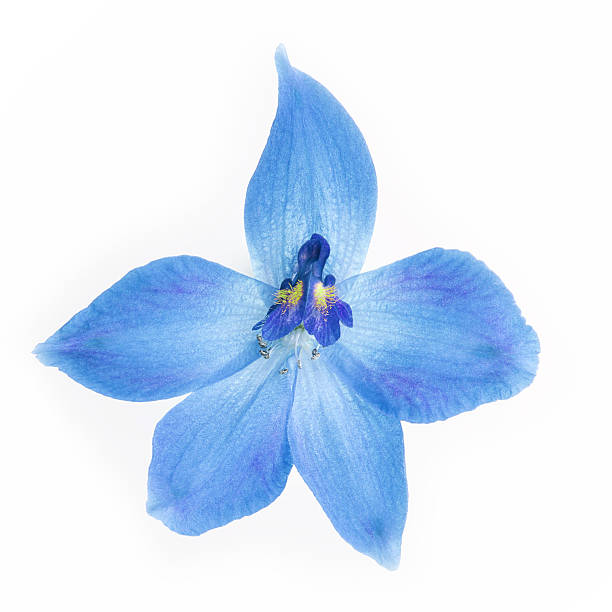 istock sweet flower on white isolated 498797222