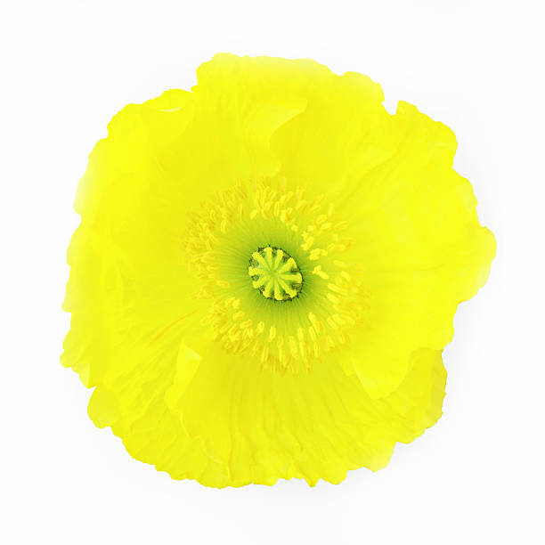 istock sweet flower on white isolated 498797596