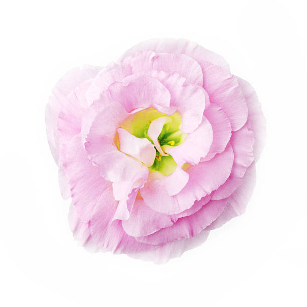 istock sweet flower on white isolated 498797672