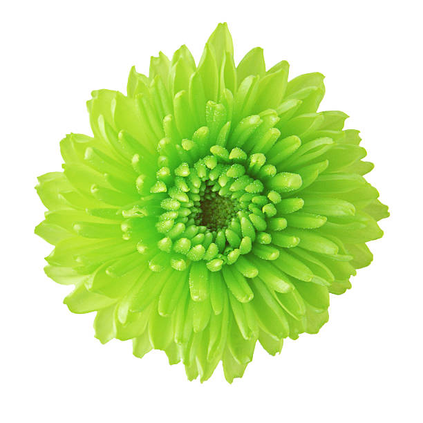 istock sweet flower on white isolated 498797934