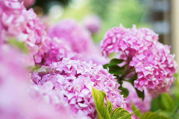 istock Soft blurred flowers of a pink hydrangea 498798100
