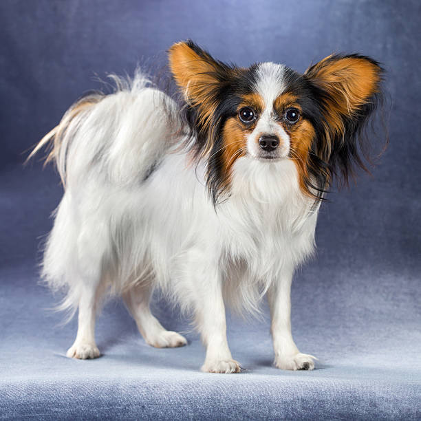 istock Young dog of breed papillon 498798148