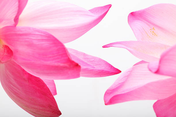 lotus petal isolated on white background.