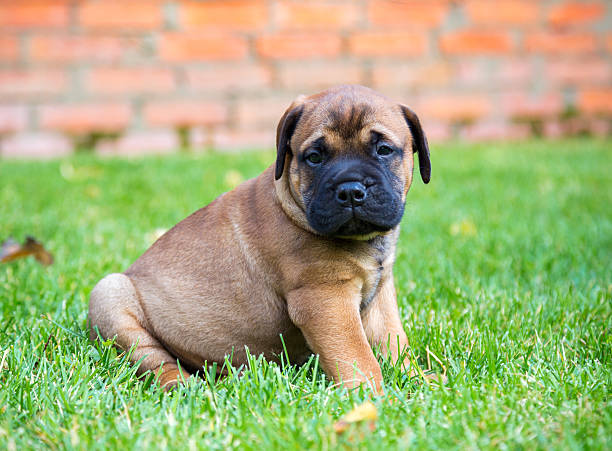istock Bullmastiff puppy on a lawn 498798260