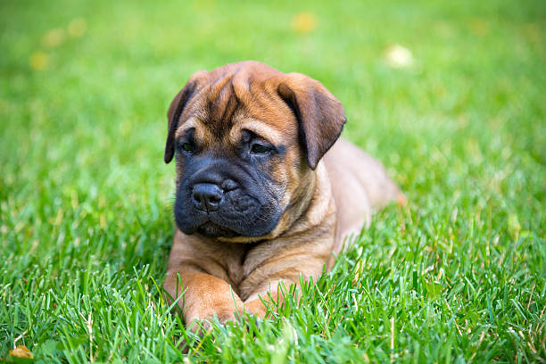 Bullmastiff puppy lying on a lawn stock photo