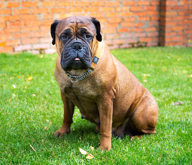 istock Bullmastiff sitting on a grass 498798398