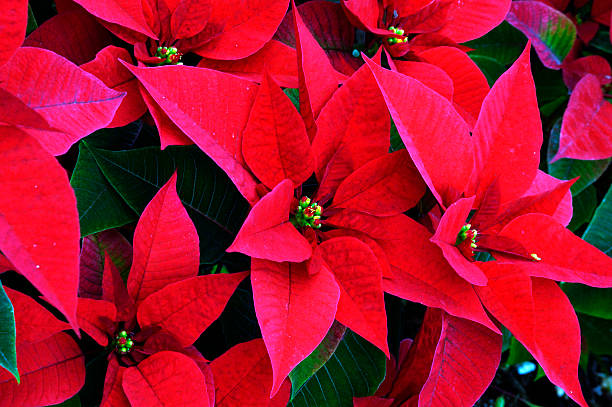istock Christmas Eve Easter Euphorbia pulcherrima 498798484