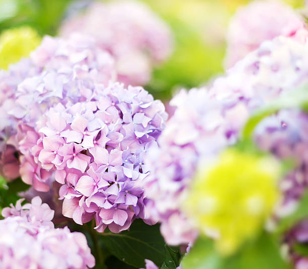 istock Soft blurred flowers of a pink hydrangea 498798486