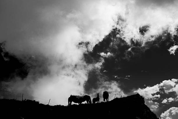 istock Wild Horses against Sky 498798760