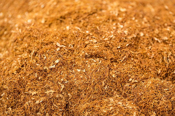 istock Dried Tobacco 498799388