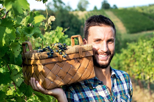 Smiling Man in Vineyard