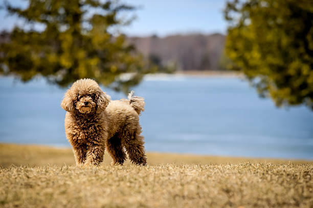 istock Poodle standing near a lake 498800134