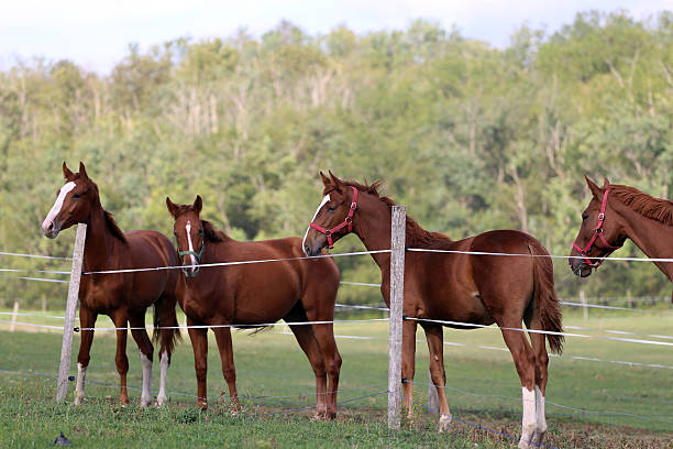 istock Herd of purebred chestnut horses grazing on meadow 498801580