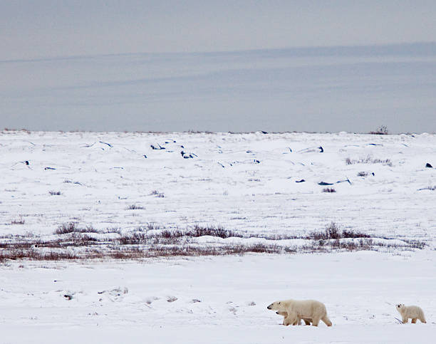 istock Mother Polar Bear and Cubs 498801620