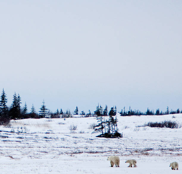 istock Mother Polar Bear and her two Cubs 498801802