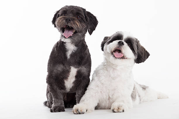 istock 2 shi tzu dogs on white 498801884