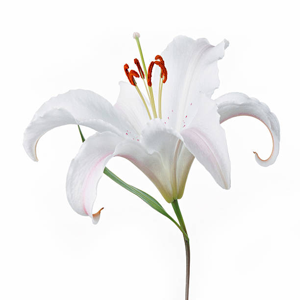 istock sweet flower on white isolated 498802078