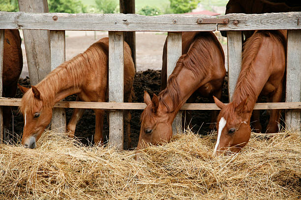 istock Herd of young horses eating dry hay 498802144
