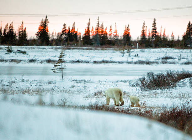 istock Polar Bear mother with Cub at sunset 498802512