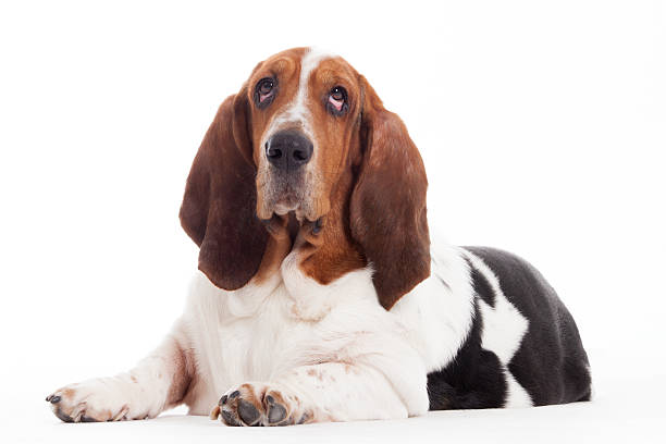 istock hush puppy lays down 498803132