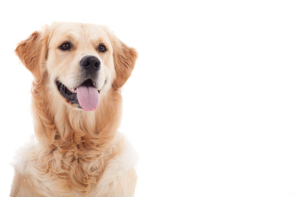 istock Portrait of golder retriever 498803270