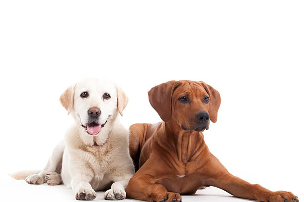 istock Rhodesian Ridgeback  and golden retriever 498803608