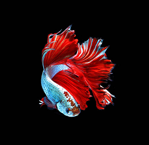istock Red dragon siamese fighting fish, betta fish isolated 498803920