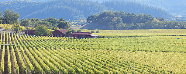 paisaje de viñedos de napa valley - california napa valley vineyard farmhouse fotografías e imágenes de stock