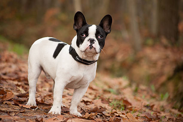 istock Franse buldog in the autumn 498804692
