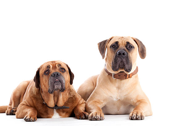 istock 2 Bull mastiff dogs  looking 498804840