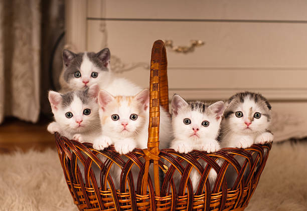 Five cute kittens in braided basket Five cute kittens in braided bascket looking at camera grey hair on floor stock pictures, royalty-free photos & images
