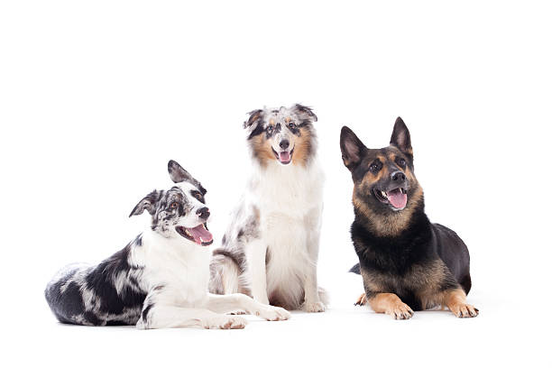 istock dogs  blue merle and sheppard 498805178