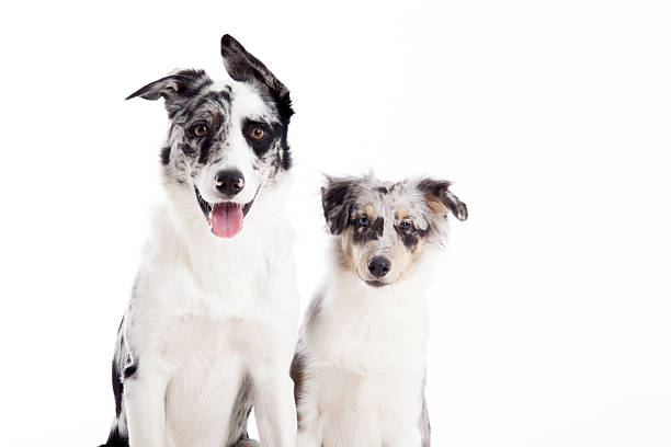 istock portrait of 2  blue merle dogs 498805256