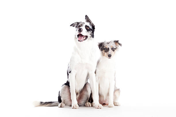 istock blue merle dogs isolated 498805298