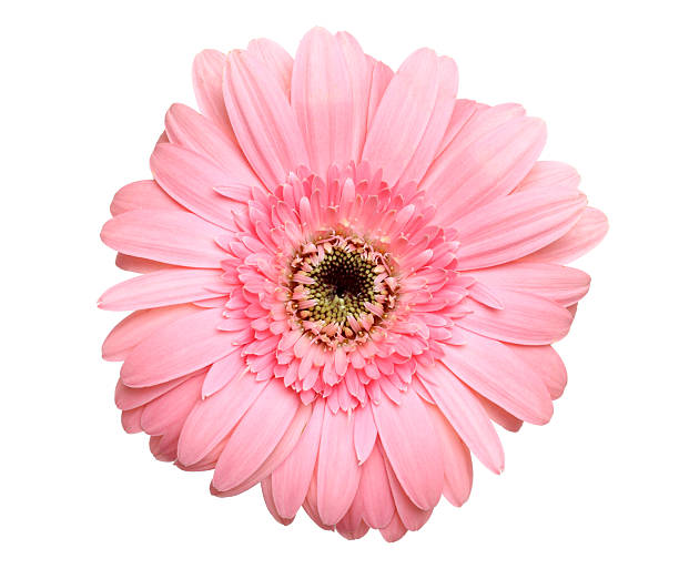 istock pink color daisy flower 498806434