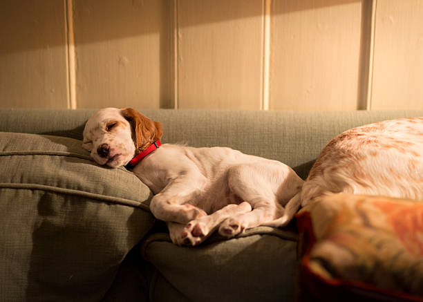 istock English Setter puppy sleeping on the sofa back pillow, Norway 498806582