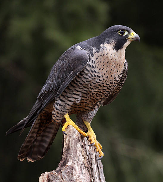 Stationary Peregrine Falcon A Peregrine Falcon (Falco peregrinus) perched on a stump.  These birds are the fastest animals in the world. falcon bird stock pictures, royalty-free photos & images