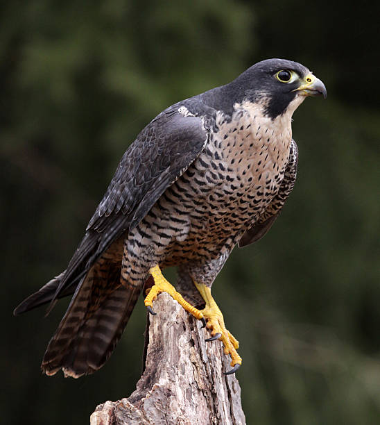 nieruchomy sokół wędrowny - peregrine falcon zdjęcia i obrazy z banku zdjęć