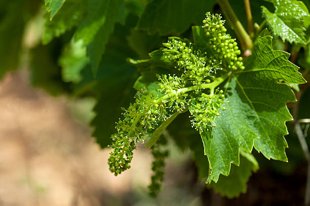 grapevine "Vranec" in beginning stage of growth stock photo