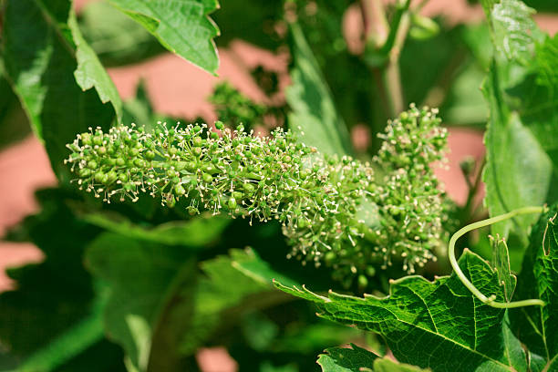 grapevine "Vranec" in beginning stage of growth stock photo