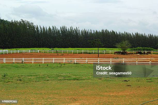 Beautiful Horse Farm In Lexington Kentucky Stock Photo - Download Image Now - Barn, Breeder, Domestic Animals