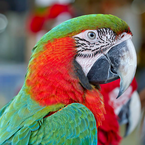 istock Closeup  Red and Green macaw , Thailand 498809559
