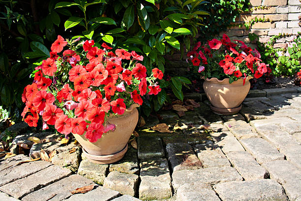 istock Red petunias in a pot 498810201