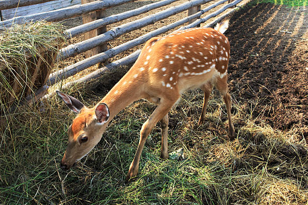 istock Beautiful little spotted fawn 498810545