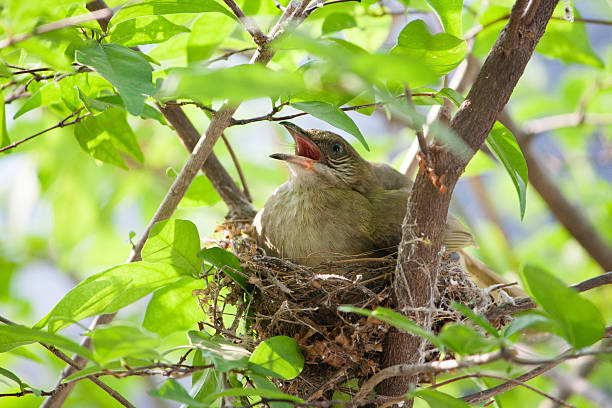 istock Close up bird and relaxing in her nest 498810641