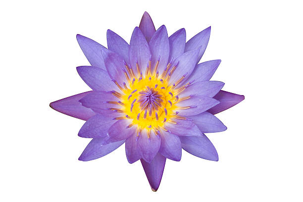 istock Purple lotus flower 498810993