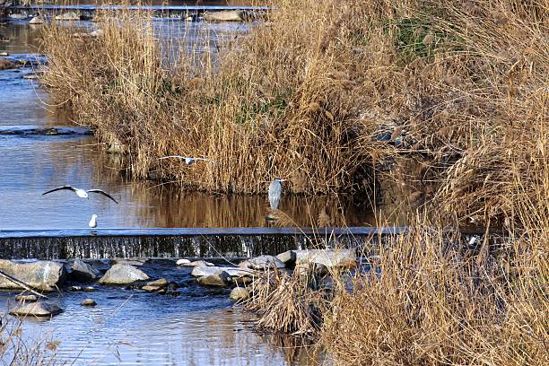 istock gulls and heron in the river 498811373