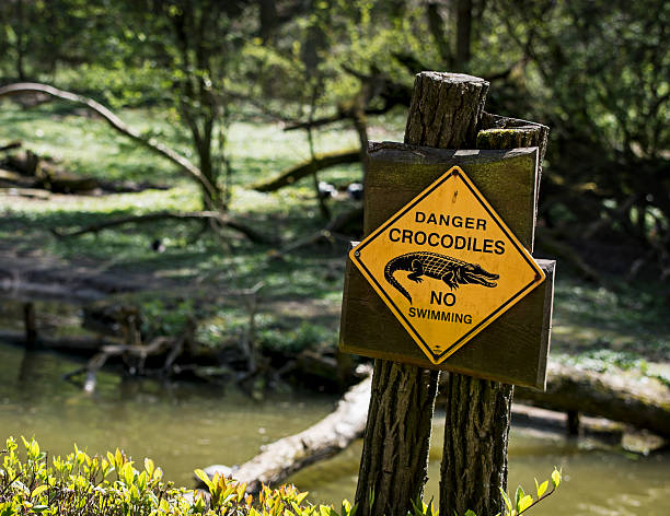 Danger crocodiles Danger crocodiles, no swimming - warning sign. crocodile stock pictures, royalty-free photos & images