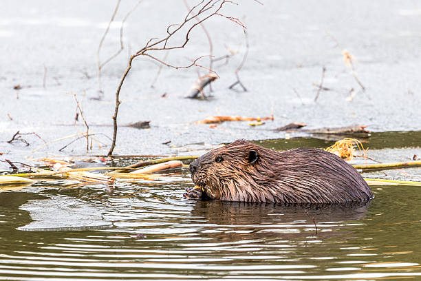istock Beaver Eating in Partly Frozen Pond 498812133